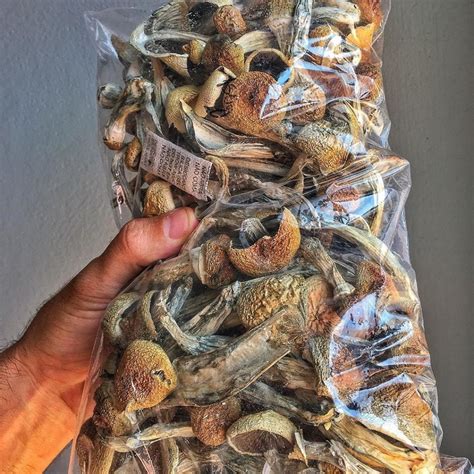 Can you buy magic mushrooms in califoria